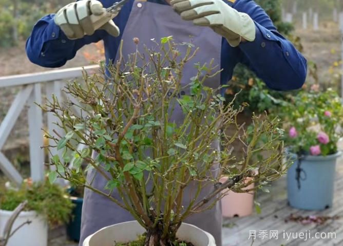 微型月季冬季修剪办法，春天继续爆花(图3)