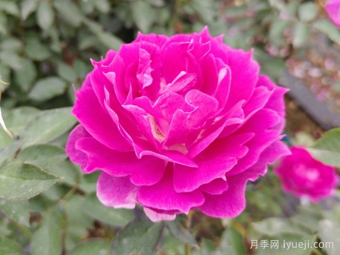 推荐20种少刺月季品种，不仅好打理还开花美(图1)