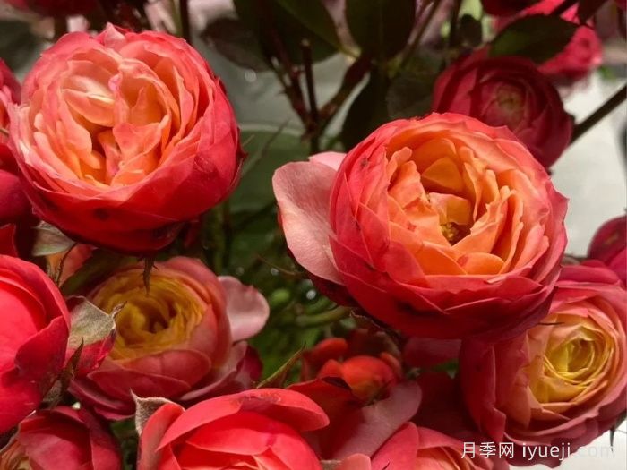 推荐20种少刺月季品种，不仅好打理还开花美(图9)