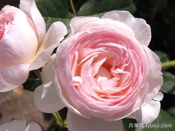 推荐20种少刺月季品种，不仅好打理还开花美(图6)