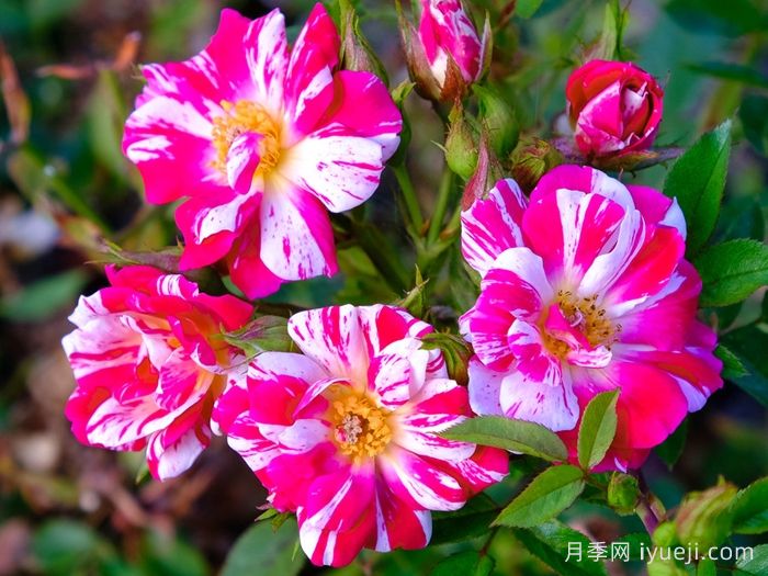 月季育种家：美国Ralph S.Moore(拉尔夫摩尔)，微月之父(图1)