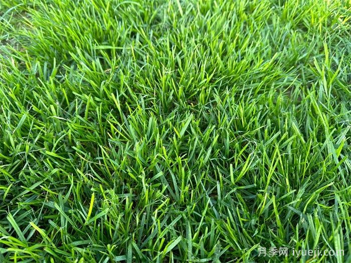 景观草坪的5种组合设计手法(图1)