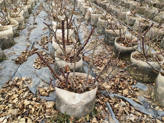 不同种类月季修剪方法(图1) 不同种类月季的修剪方法(图1)