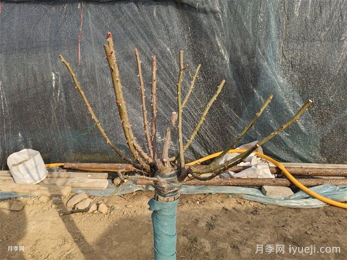 不同种类月季修剪方法(图2) 不同种类月季的修剪方法(图2)