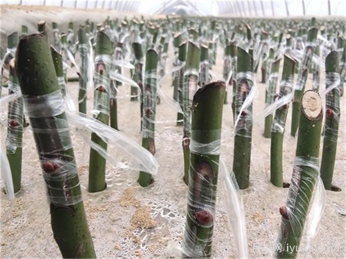 月季的繁衍形式，无性繁衍和有性繁衍(图2)