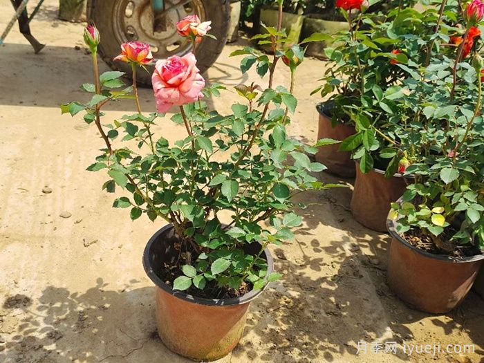 月季花是浇水死的吗?正确的浇水姿势(图1) 月季花是浇水死的吗?正确的浇水姿势(图1)