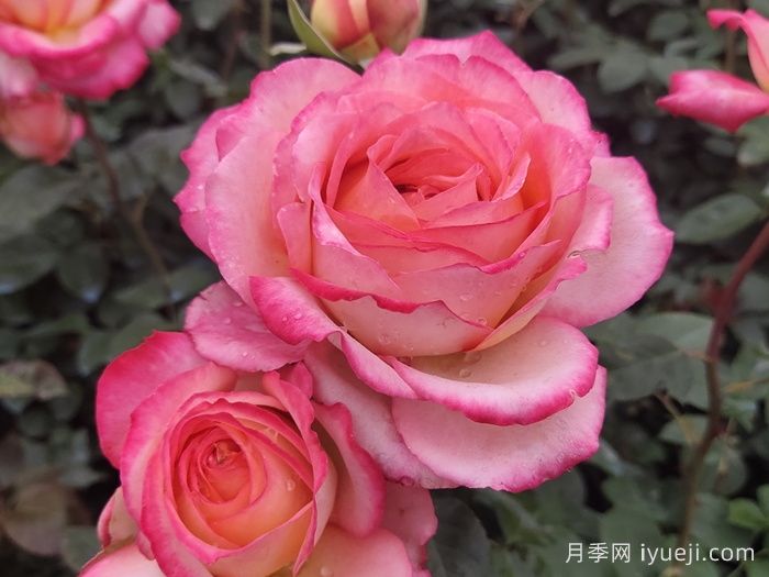 月季花如何施肥才能花多色艳？月季施肥时间注意点(图1)