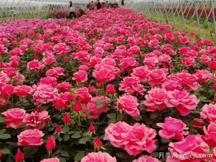 月季花如何施肥才能花多色艳？月季施肥时间注意点(图2)