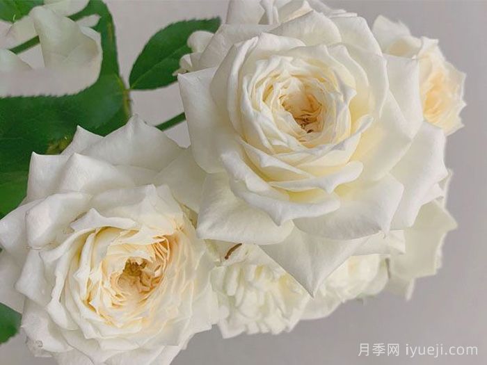 冰雪世界月季Frozen(图2)