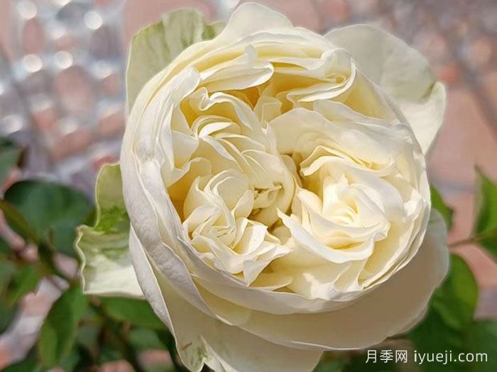 冰雪世界月季Frozen(图1)