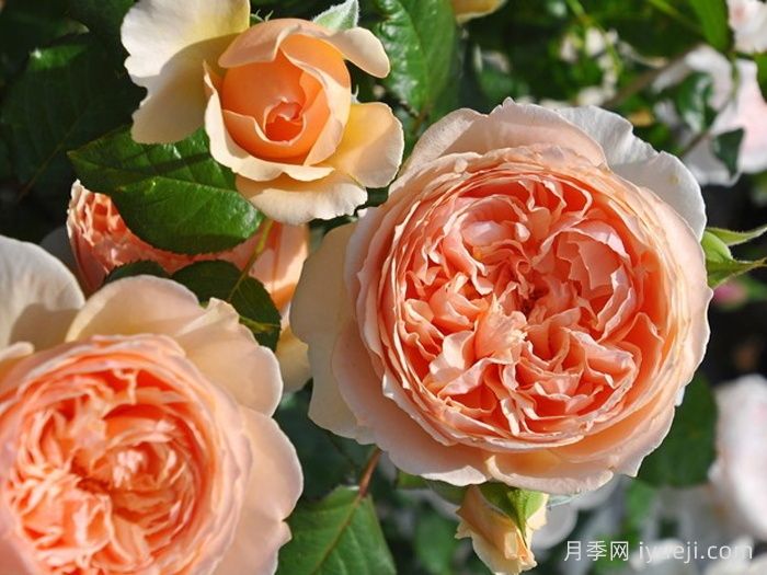 耐晒耐热花型饱满，7月适合养的4个月季品种推荐(图2)