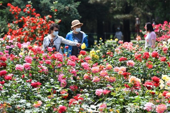 2023年北京月季文化节暨第42届月季展在天坛公园月季园举行(图1)