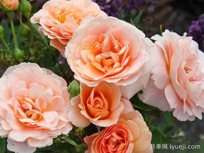 羚羊月季/羚羊柯德娜月季/飞羚月季Impala Kordana(图1)