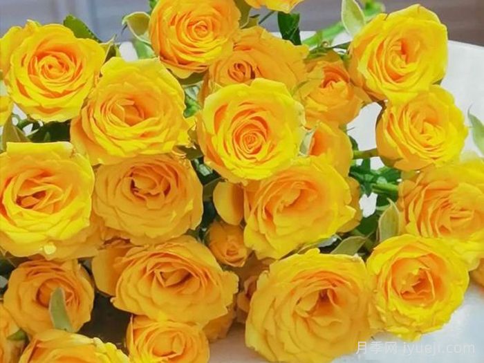 梦幻芭比月季(图1)