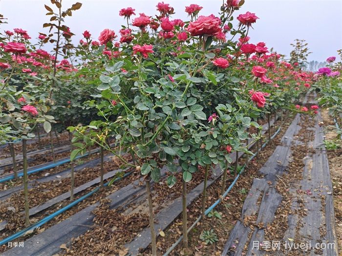 摩羯座月季Rose Capricornus Champagne(图2)