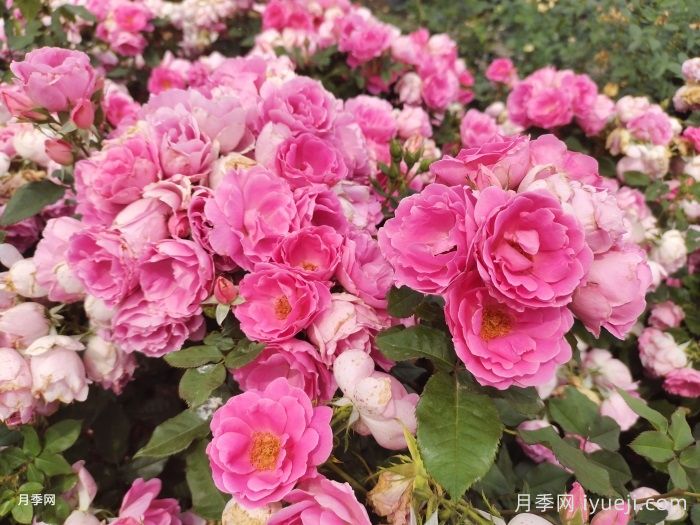 平顶山市花是什么？适合种月季吗？(图1)