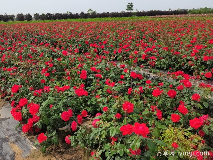 月季种植属于农业行业吗？(图1)