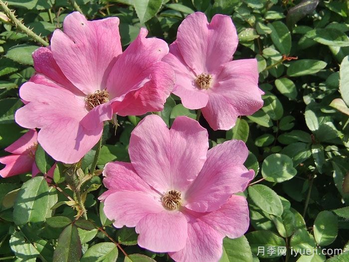 微型月季什么品种最好？微型月季容易养死吗？(图2)