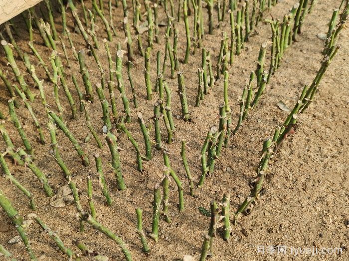 月季扦插育苗的时间是什么时候？如何准备苗床？(图2)