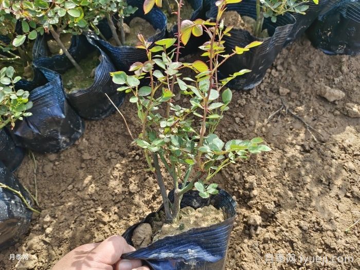 如何让月季小苗好好的成长？(图1)