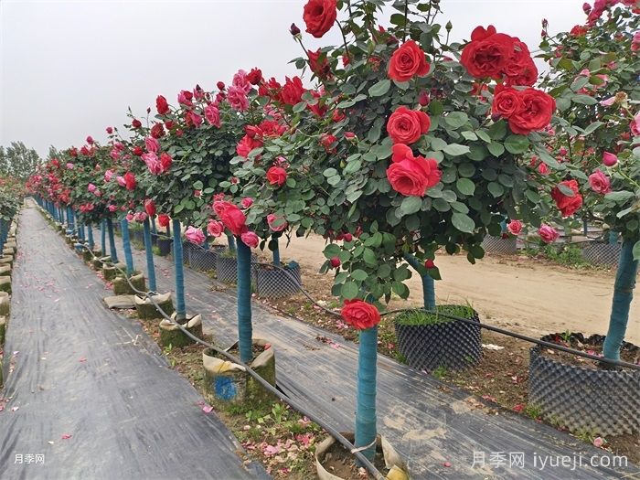 城市公园种植月季为什么选择南阳月季? (图3)
