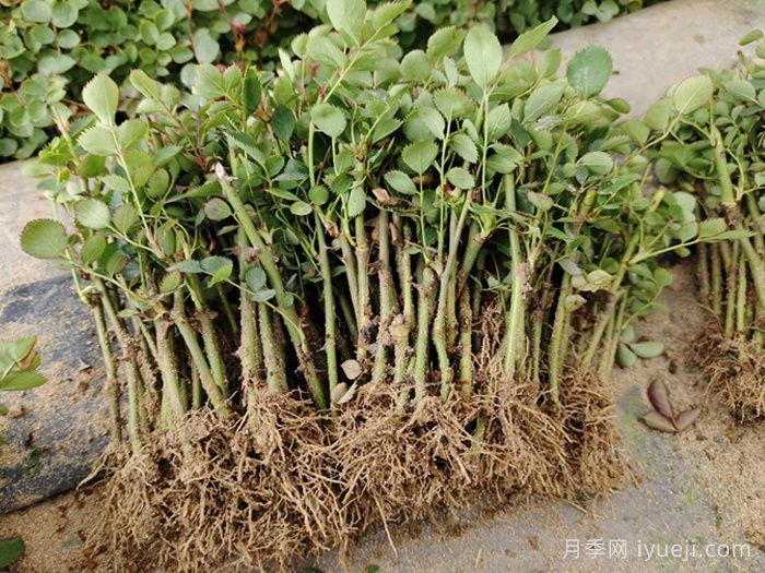 月季牙签苗的日常养护(图1)