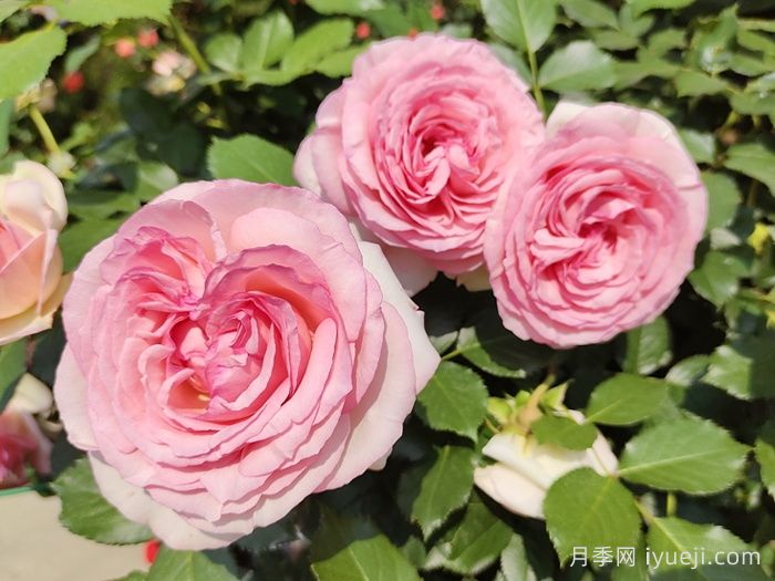 精选35种绝美月季，一个比一个漂亮(图2)