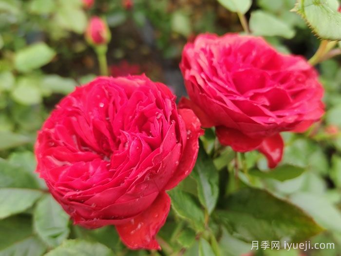 精选35种绝美月季，一个比一个漂亮(图7)