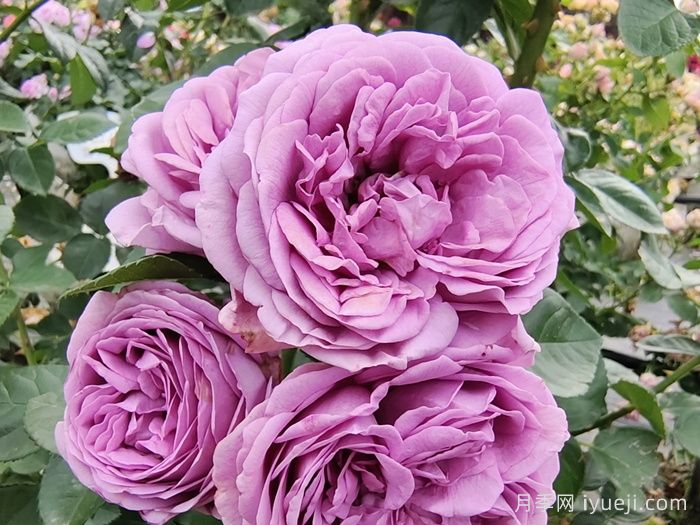 精选35种绝美月季，一个比一个漂亮(图12)