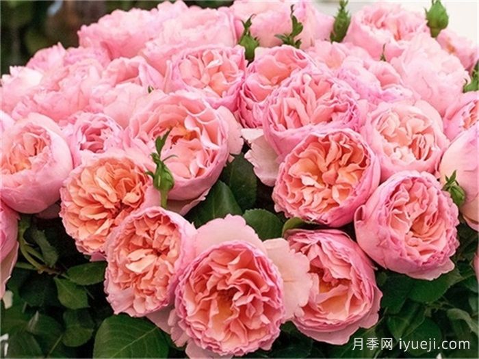 法国月季的摩纳哥公主、摩纳哥公爵、摩纳哥王妃夏琳是什么关系?(图3) 法国月季的摩纳哥公主、摩纳哥公爵、摩纳哥王妃夏琳是什么关系?(图3)