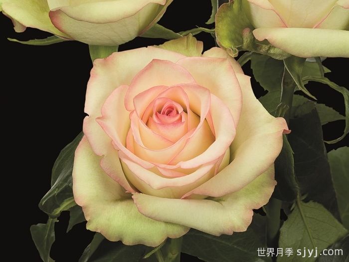 疯狂钻石月季Crazy Diamond(图1)