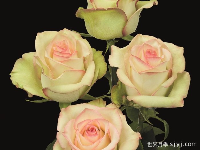 疯狂钻石月季Crazy Diamond(图2)