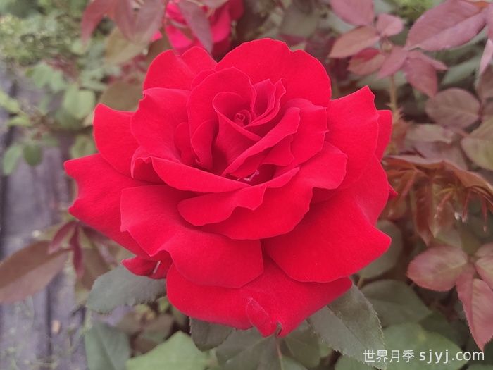 梅朗口红月季/梅郎口红Rouge(图1)