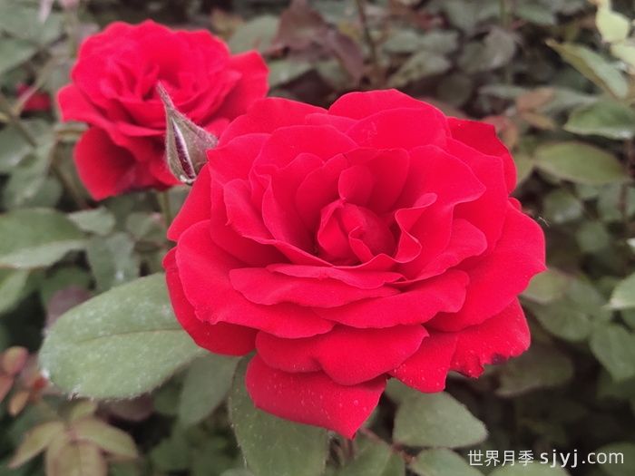 梅朗口红月季/梅郎口红Rouge(图2)