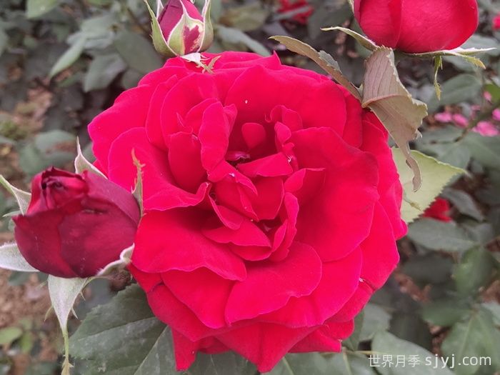 梅朗口红月季/梅郎口红Rouge(图3)