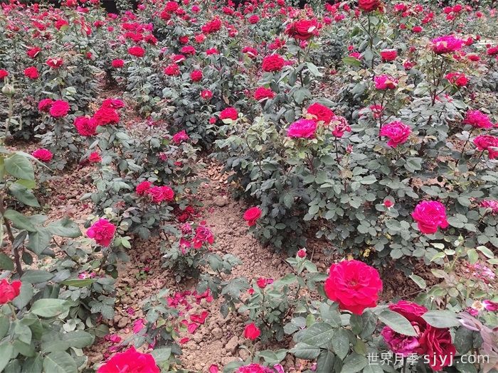 梅朗口红月季/梅郎口红Rouge(图6)