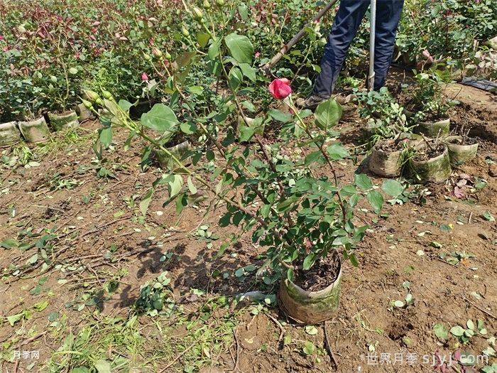 绯扇月季/菲扇Hiogi(图9)