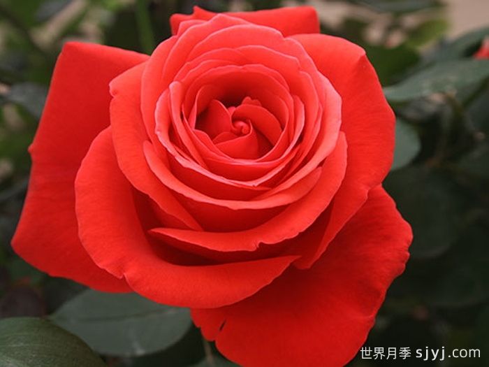 绯扇月季/菲扇Hiogi(图1)