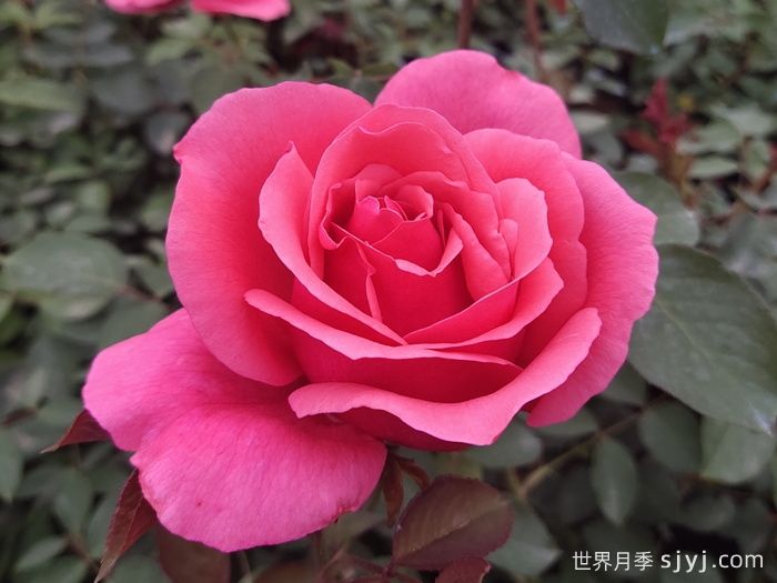 粉扇月季Pink Hiogi(图1)