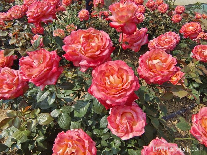 彩云月季Saiun(图3)