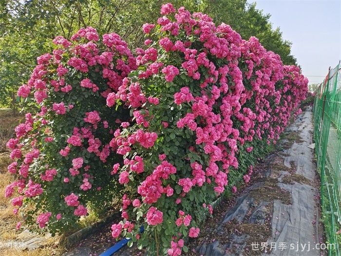 安吉拉月季Angela(图4)