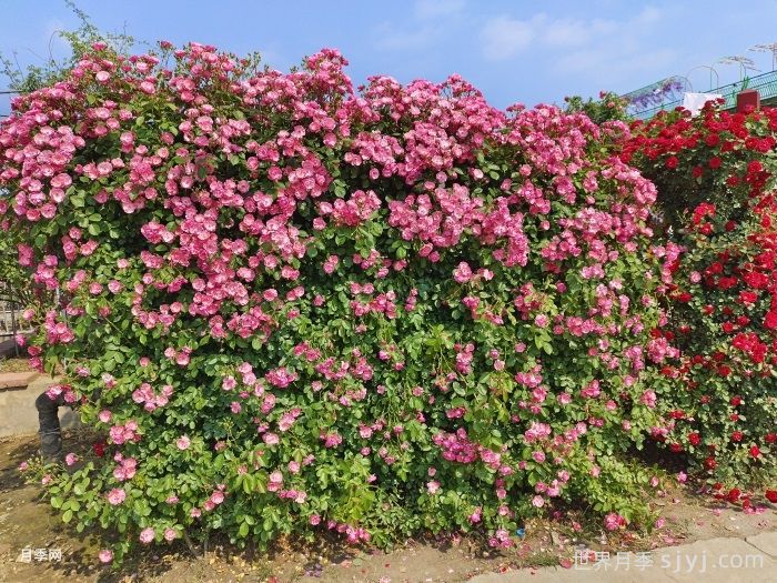 安吉拉月季Angela(图6)