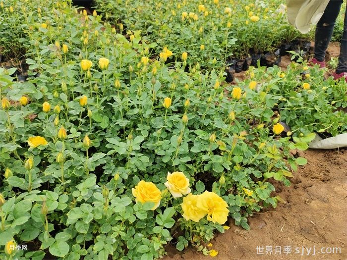 金凤凰月季Golden Scepter(图6)