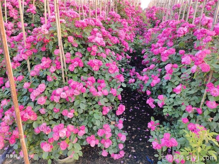 安吉拉月季Angela(图8)