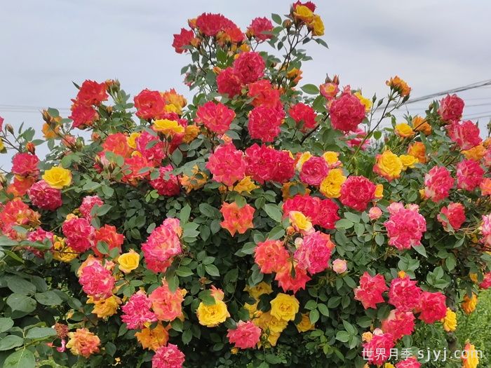 藤彩虹月季Cl Rainbows End(图3)