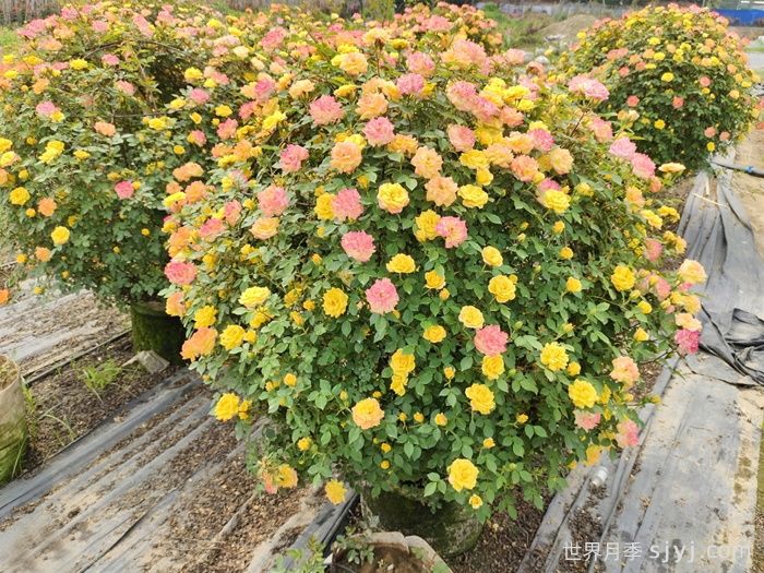 藤彩虹月季Cl Rainbows End(图5)