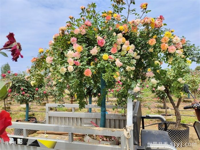 藤彩虹月季Cl Rainbows End(图7)