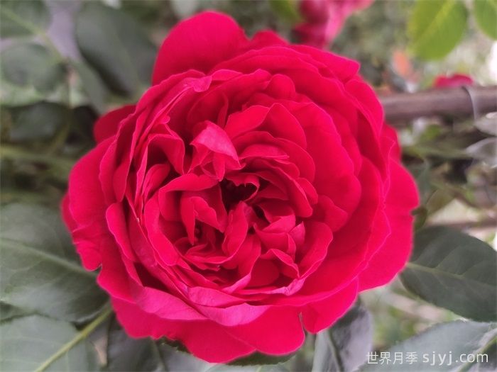 红色龙沙宝石月季/红龙月季Red Eden(图1)