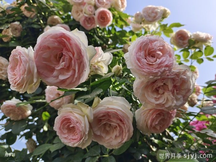 粉色龙沙宝石月季/粉龙/龙沙宝石Rose Eden(图7)