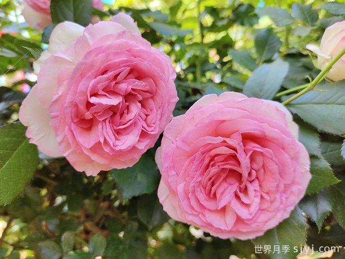 粉色龙沙宝石月季/粉龙/龙沙宝石Rose Eden(图2)